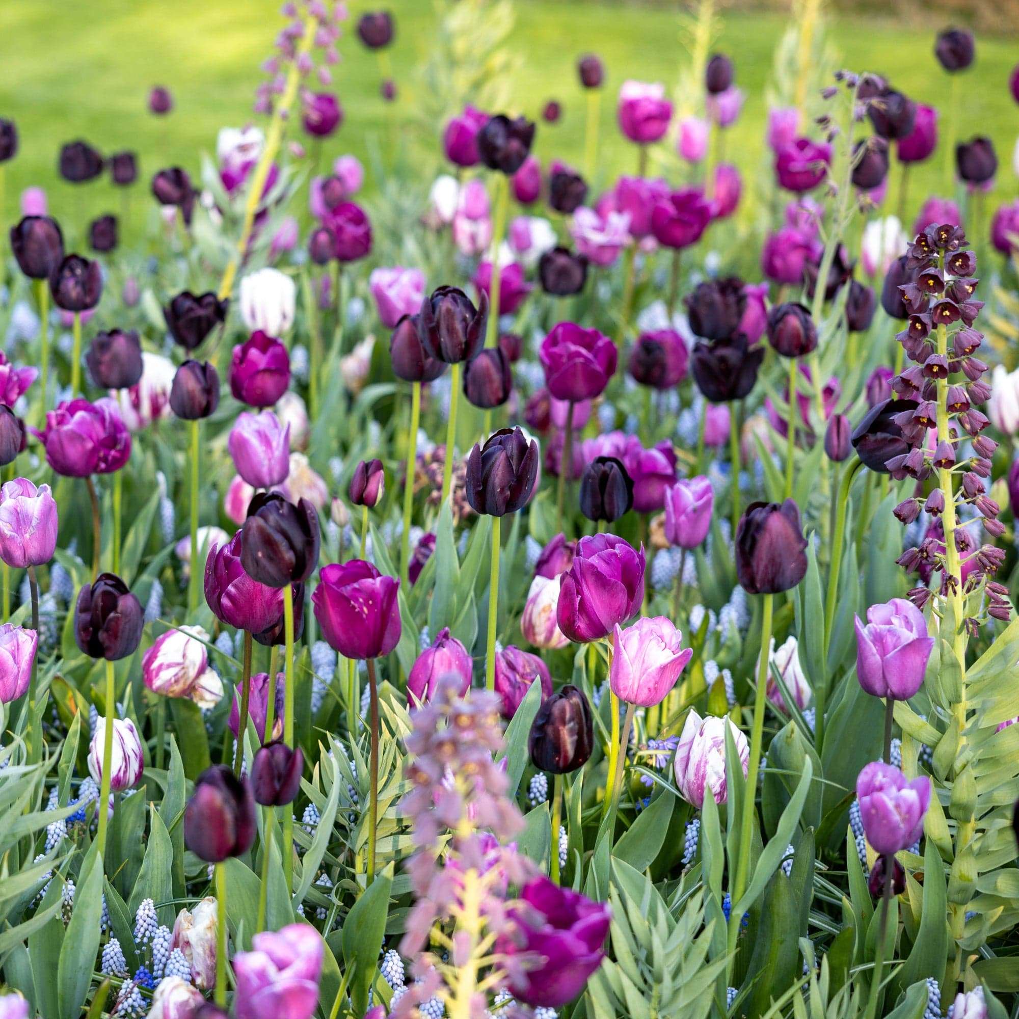 Blomsterløg | Blomsterverden